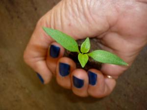 812604_5000528045515_908176116_o