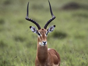 animals_beautiful_wild_gazelle_picture-3