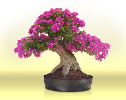 wigert_bougainvillea_glabra